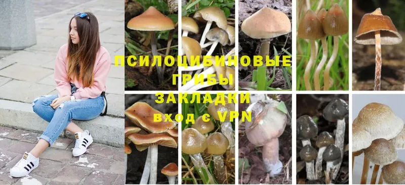 Псилоцибиновые грибы MAGIC MUSHROOMS  купить наркотики цена  Кострома 